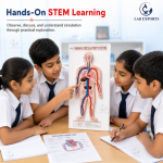 Human Circulatory System